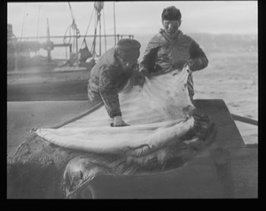 Image: Two men scraping seal hides